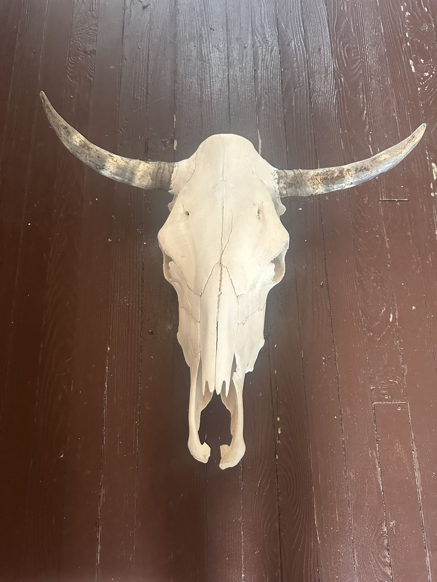 Bull Skull For Sale !! $150