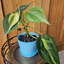 Philodendron Brasil (D)