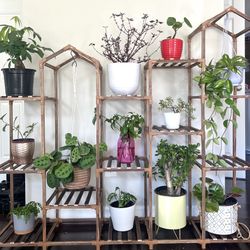Wood Plant shelf 