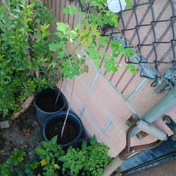 Moringa Ya Con Flor 35 Cada Una