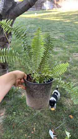 Nice little fern plant