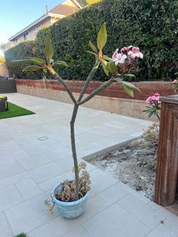 Flowering Plumeria Tree – White & Pink Blooms