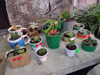 Succulents