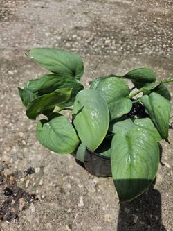 Scindapsus Platinum silver heló