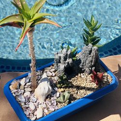 Creative mini rare succulent