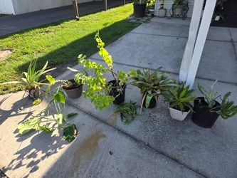 Free free free plants