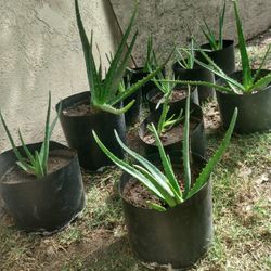 Aloe Vera Plants