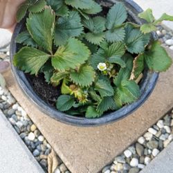 Multiple Everbering Strawberry Plant In Each Pot for $4 Each......Varias Plantas De Fresas  En Cada Maceta 