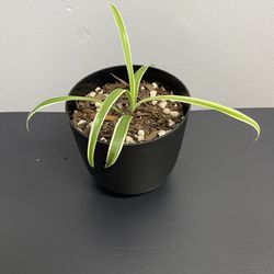 Spider Plant And Black Pot