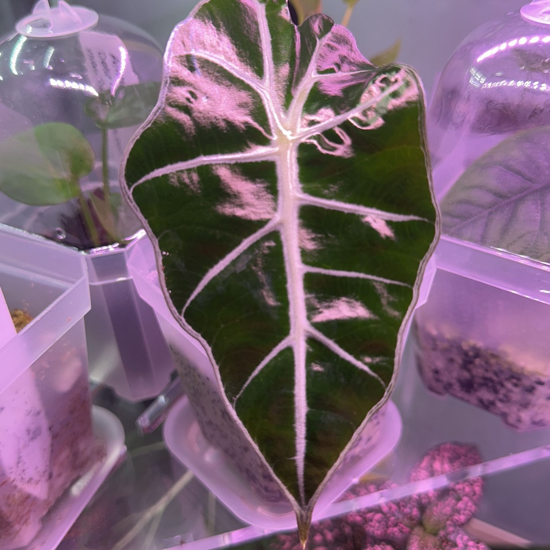 Alocasia Polly