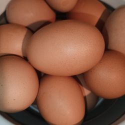 Fresh Eggs