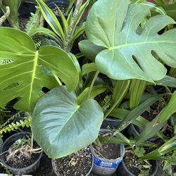 Monstera