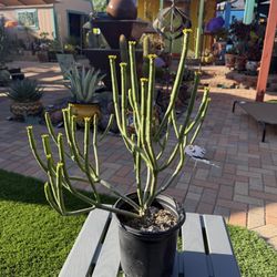 A Variety Of Euphorbia Cattails Succulent Plant 