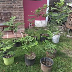 Nogal/ Pecan Tree