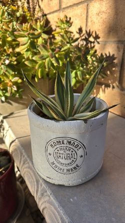 Variegated Agave Iophantha quadricolor in Decorative Cement Pot