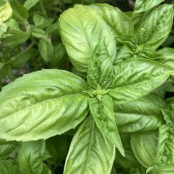 Fresh Organic Herb Basil Sold In Bunch 