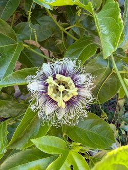 Passionfruit Vines
