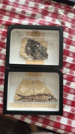 Green River Fish Fossils in Display