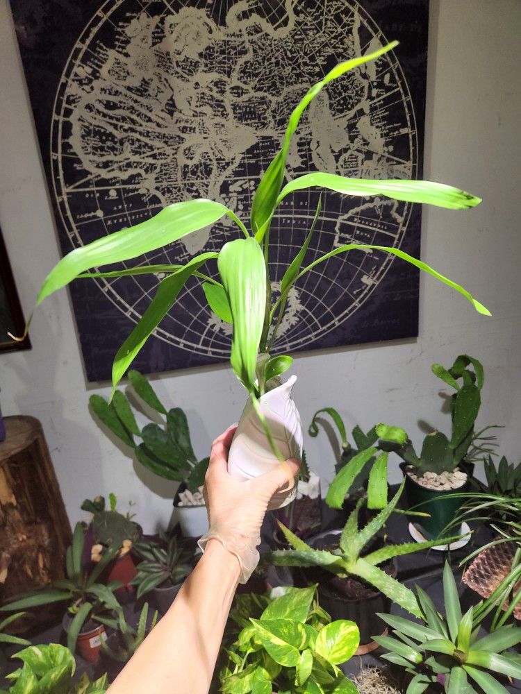 Japanese Bamboo Plants. Lucky Bamboo Plants. 6" Tall. $5