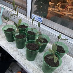 8  Loquat Tree Seedlings