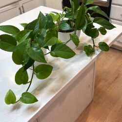 Two Pothos In 6 Inches Pot