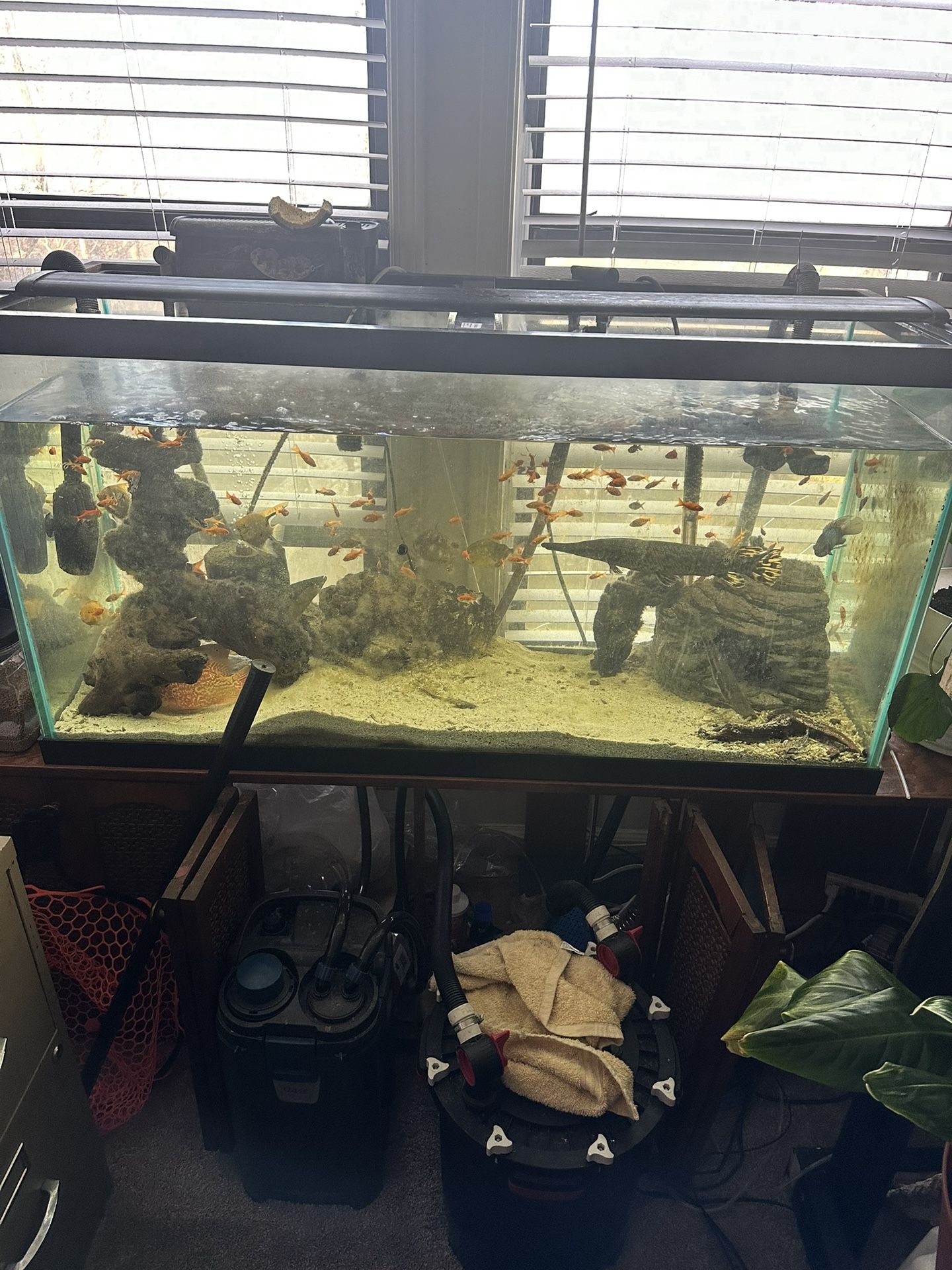 Fish Tanks and Equipment  