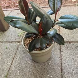 6.5” Pot 14/15”L Rubber Plant, Sale$23ea/was$25ea, 95817 