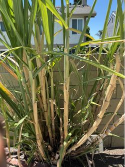 Sugarcane plant