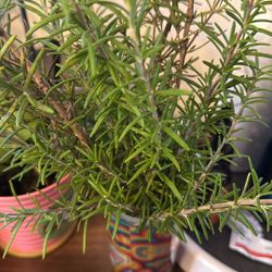 Rosemary 