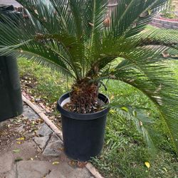 Sago Palms 