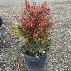 Nandina Gulf Stream