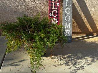Plant and accessories