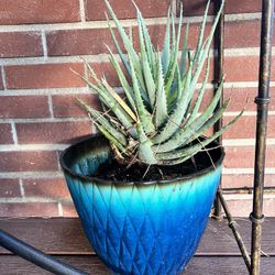 Succulent In Beautiful Pot
