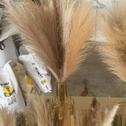 Pampa Grass 