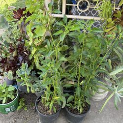 Chile de árbol vaporud orégano
