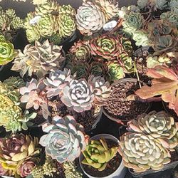 Treating Succulents    hurry    