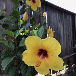 Hawaiian Yellow Hibiscus  4 Foot Tall Potted Flowering