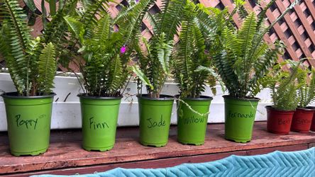 Boston Fern
