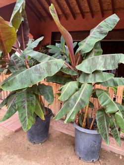 Banana trees