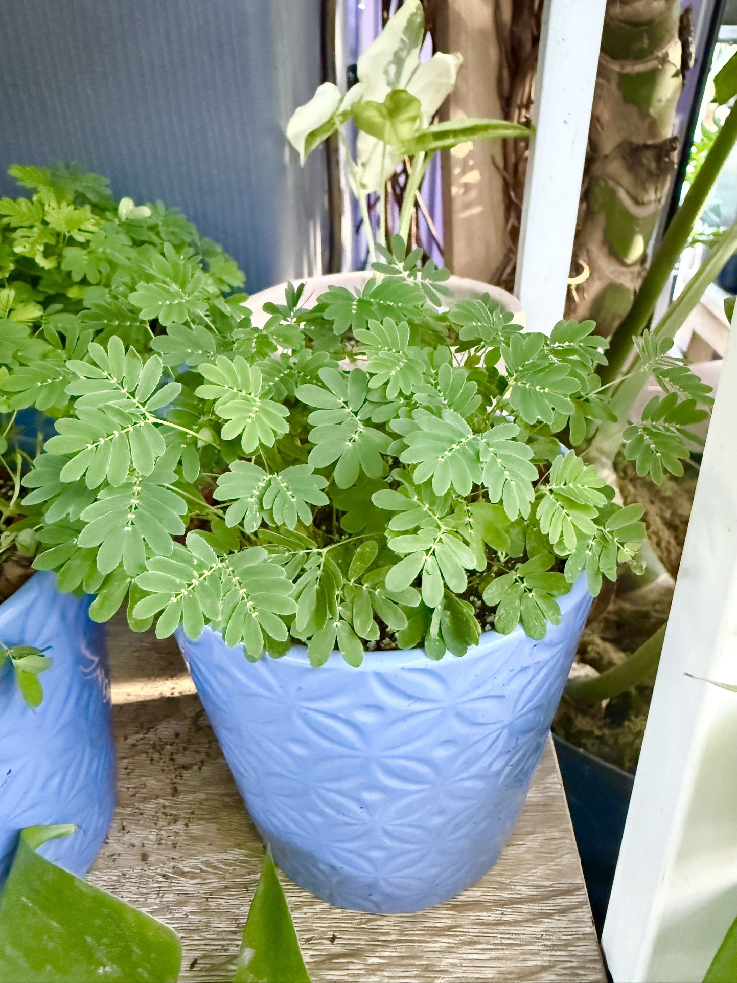 Plants (4”pot🌿Sensitive plants $10)