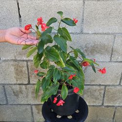 Begonia Plant