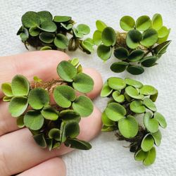 Salvinia Cucullata - Floating aquatic plant 