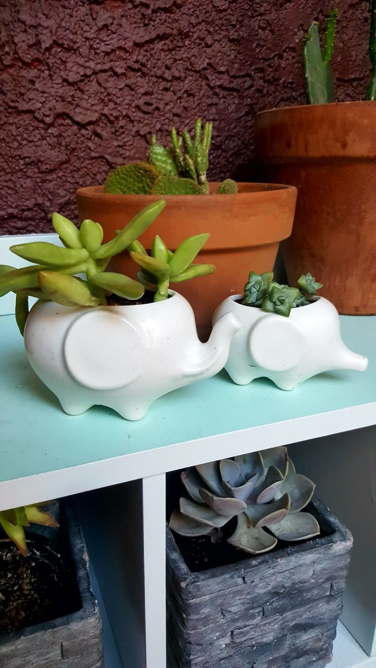 Adorable Little White Elephant Planters with Live Succulents