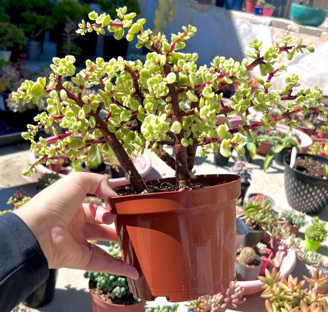 Variegated Elephant Bush|Bonsai|Succulent Plant|