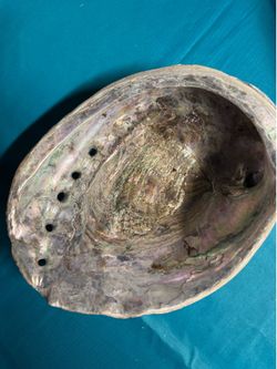Abalone shell