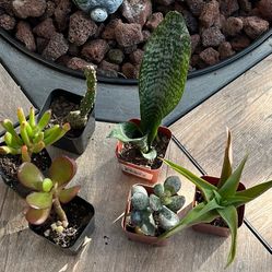 6 Different Kinds Of Succulents And Cactus