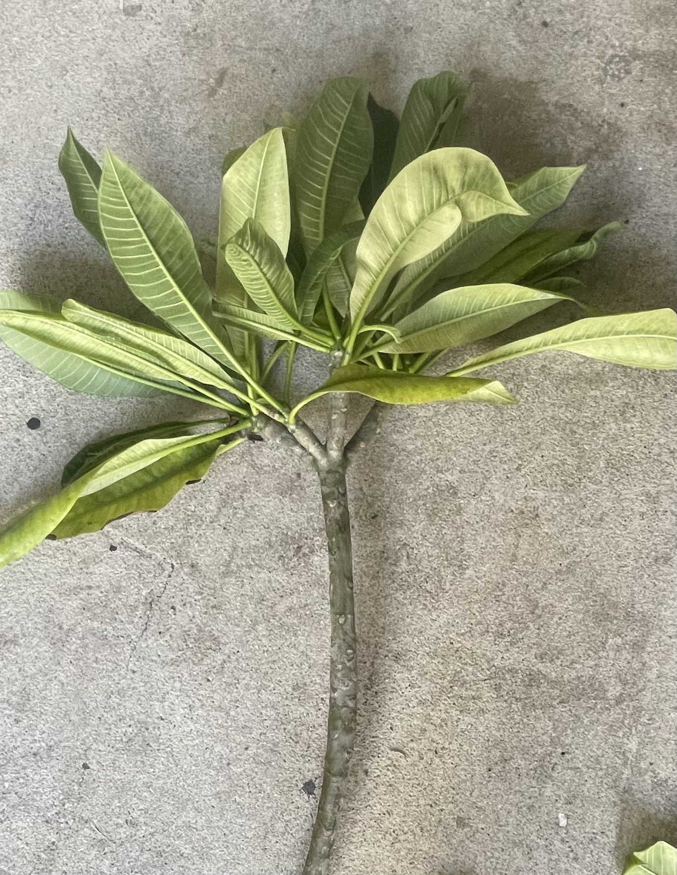 24” Plumeria Plant White & Yellow Flowers