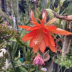 Epiphyllum Cactus Blooming