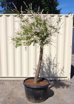 Nishiki Willow, Approx. 8' from bottom of pot