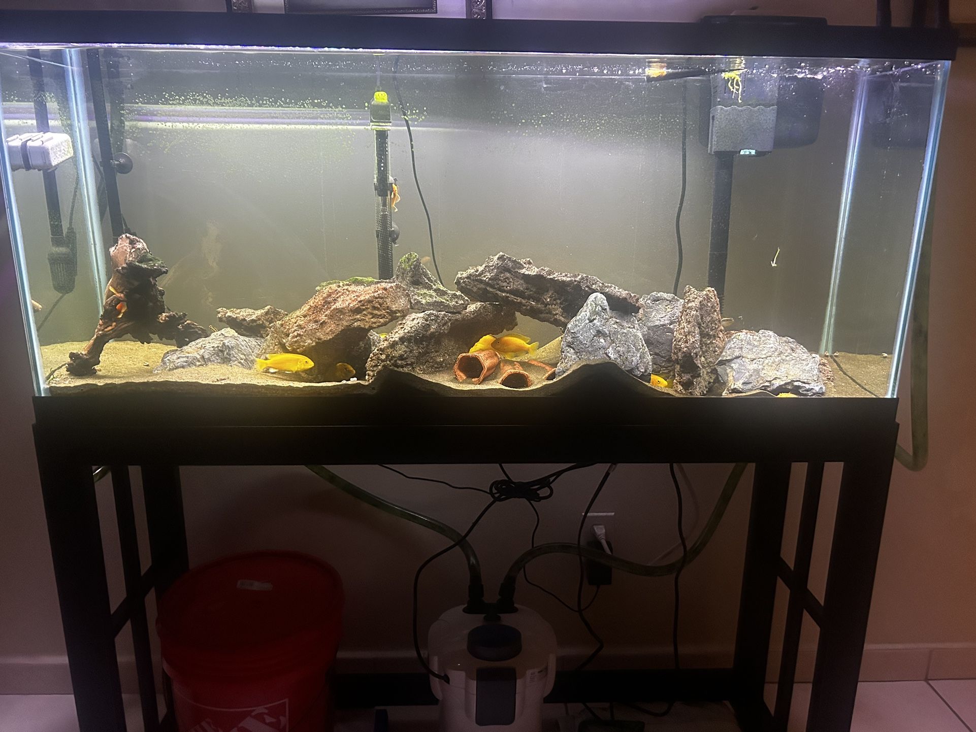 Complete 55 Gallon Fish Tank Setup